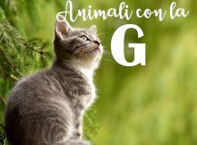 animali