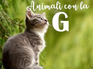 animali