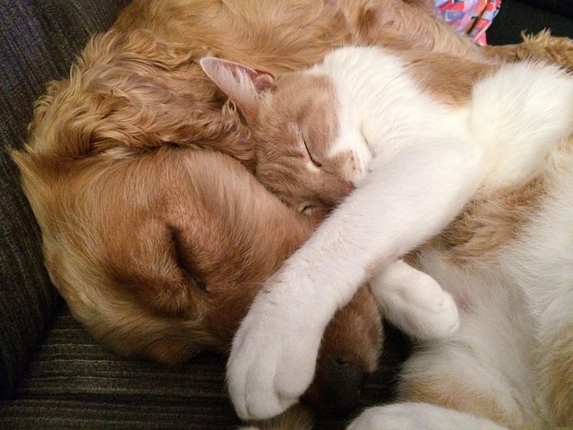 cibo per cani e gatti