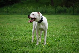 razze dogo argentino