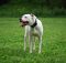 razze dogo argentino