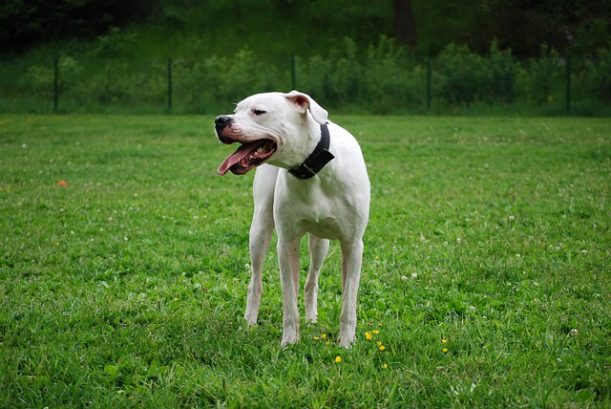 razze dogo argentino