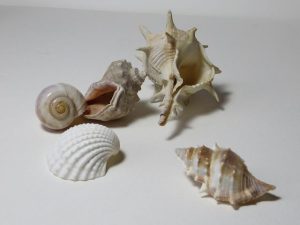 mollusco