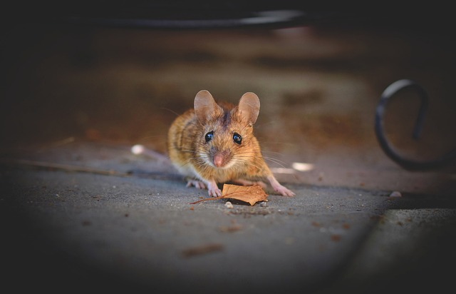 animali